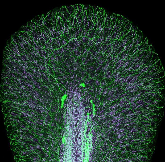 17th Place - Dr. Daniel Wehner Julia Kolb