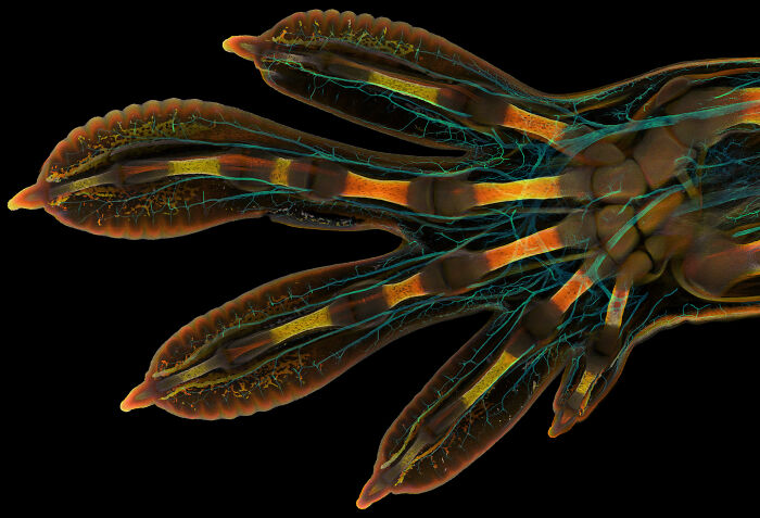 1er Puesto - Grigorii Timin, Dr. Michel Milinkovitch