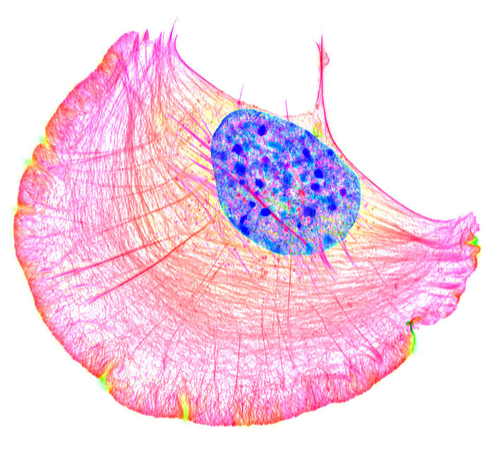 Honorable Mention - Dr. Dylan T. Burnette