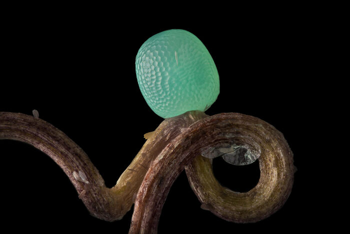 Mención de Honor - Ye Fei Zhang