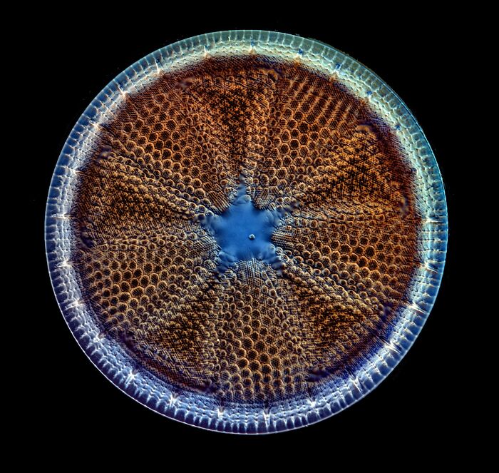 Honorable Mention - Jan Rosenboom