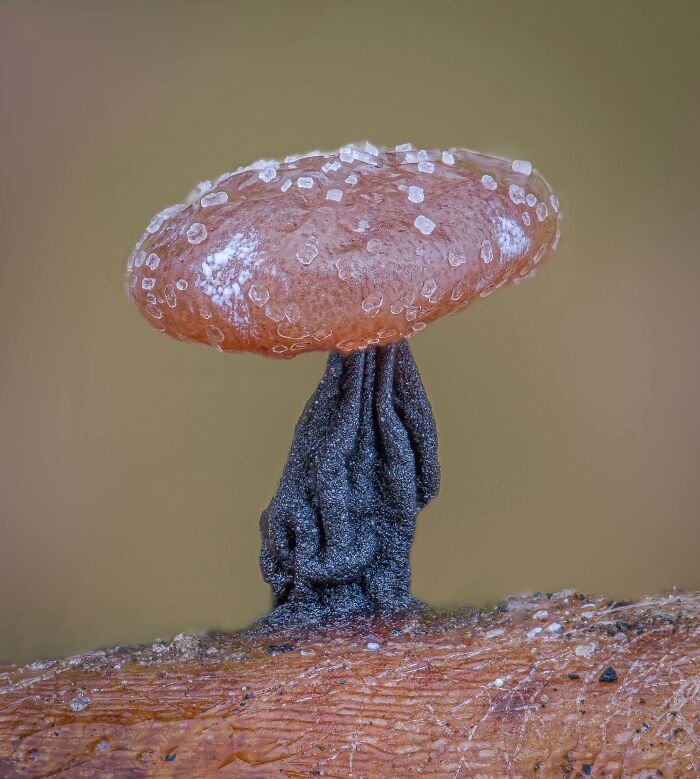 Honorable Mention - Alison Pollack