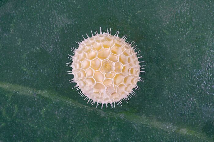 Image Of Distinction - Dr. Zhigang Zheng