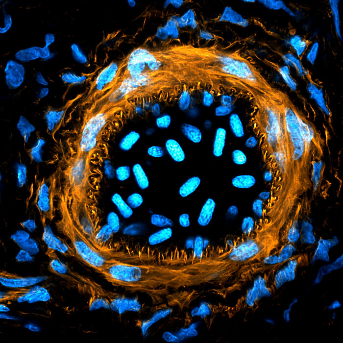 Image Of Distinction - Dr. Julien Resseguier