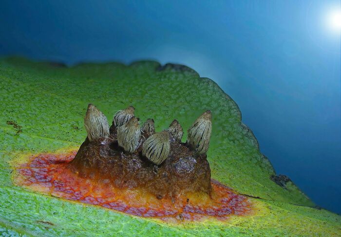 Image Of Distinction - Dr. Csaba László Pintér