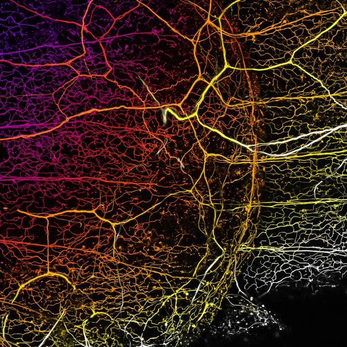 Image Of Distinction - Dr. Eric Peterman, Jeff Rasmussen