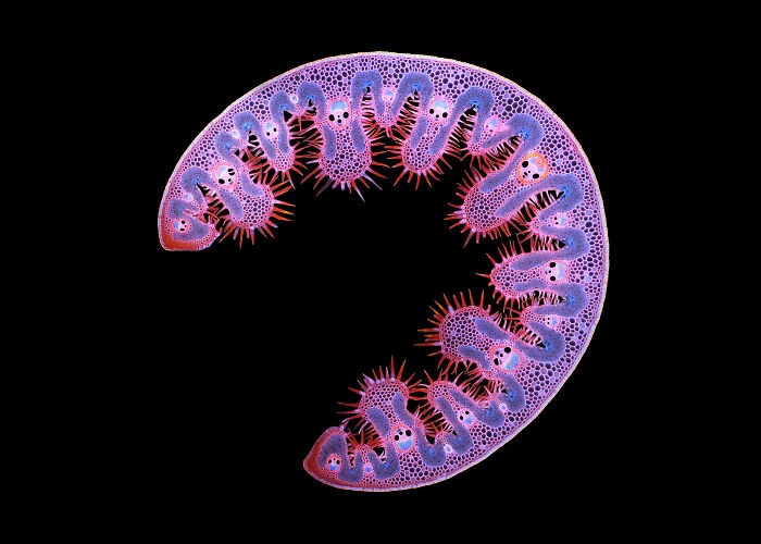 Imagen Destacada - Anatoly Mikhaltsov