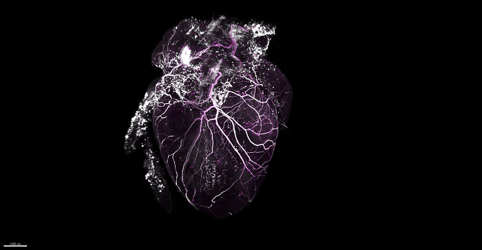 Image Of Distinction - Dr. Aurelia Mapps