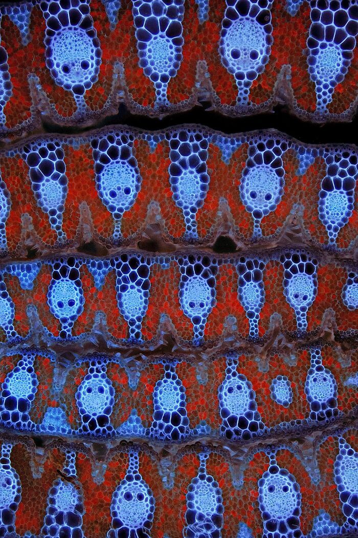 Image Of Distinction - Dr. David Maitland