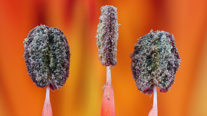 Image Of Distinction - Dr. Guillermo López López