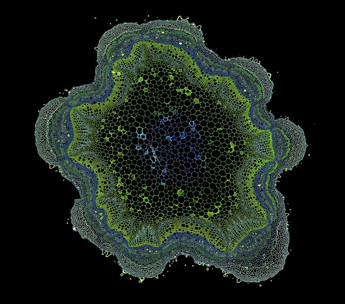 Image Of Distinction - Dr. Olivier Leroux