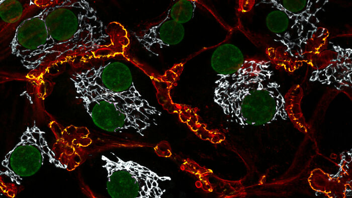 Image Of Distinction - Dr. Francisco Lázaro-Diéguez