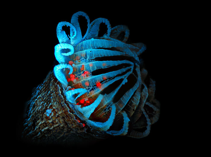 Imagen Destacada - Michael Landgrebe