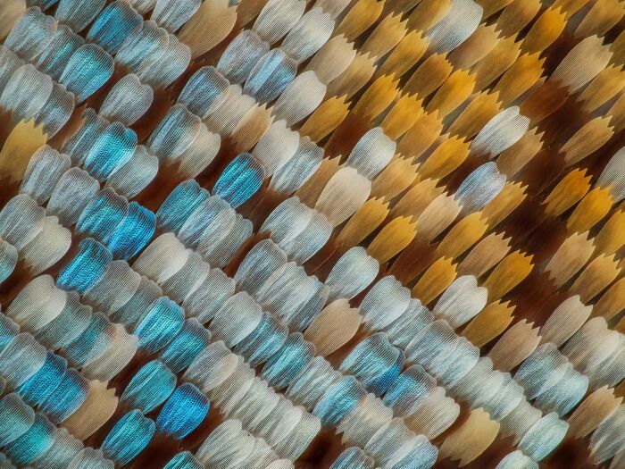 Imagen Destacada - Yuan Ji