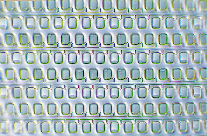 Image Of Distinction - Karie Holtermann, Payal Sarkar