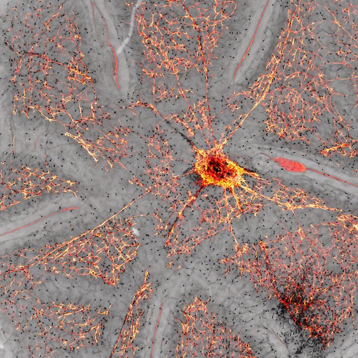 Image Of Distinction - Dr. Jason Hill