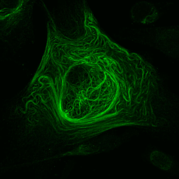 Imagen Destacada - Dr. Honor Glenn