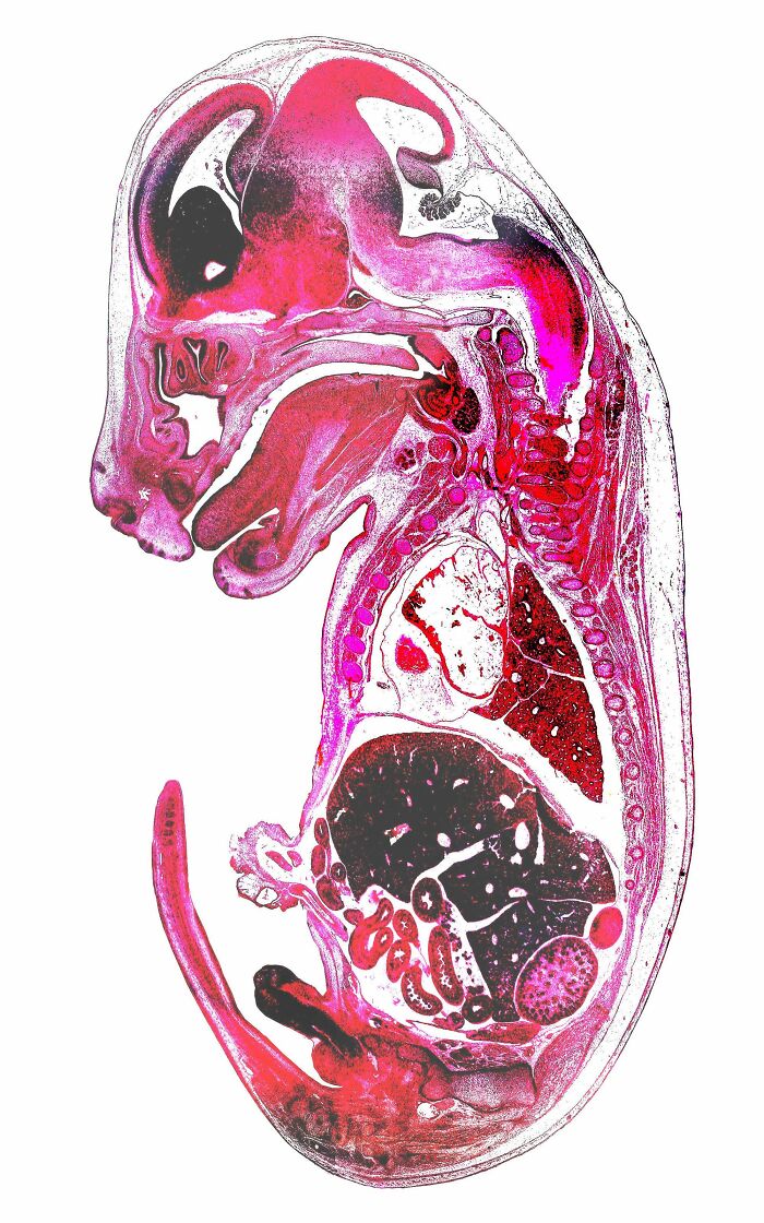 Image Of Distinction - Brian J. Ford