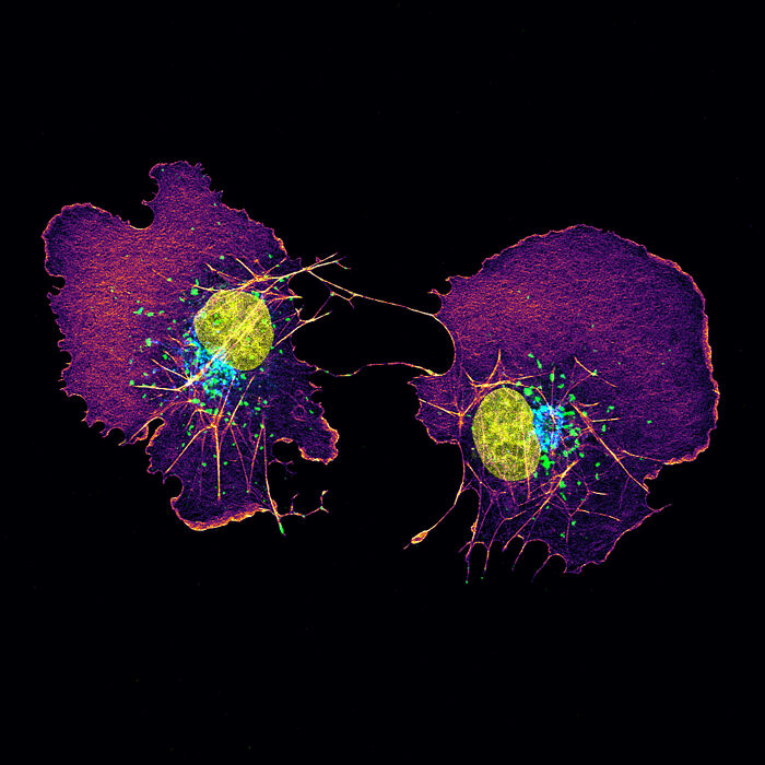 Image Of Distinction - Nadia Efimova