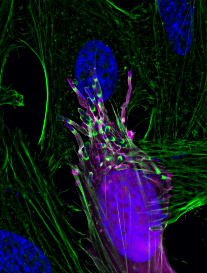 Image Of Distinction - Dr. Arandeep S. Dhanda