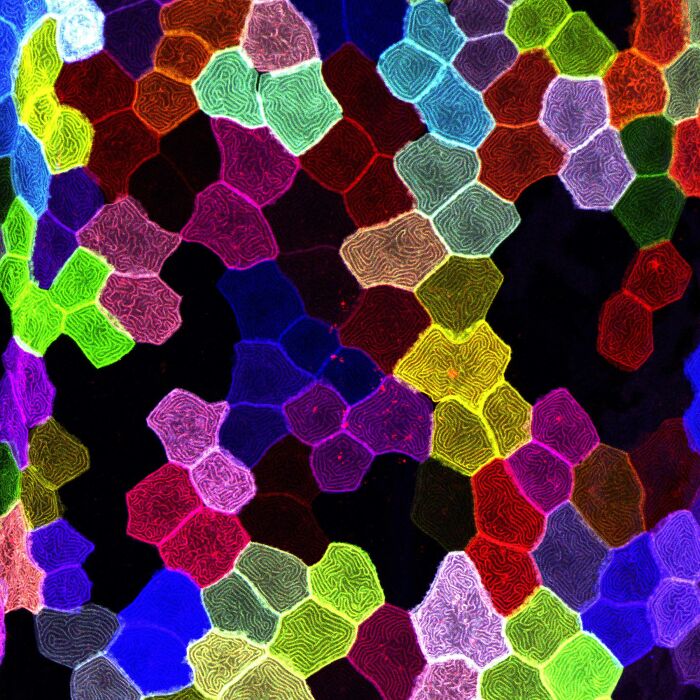 Image Of Distinction - Dr. Keat Ying Chan