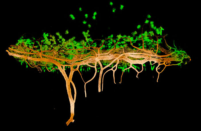 Image Of Distinction - Dr. Alejandra Bosco Dr. Monica L. Vetter
