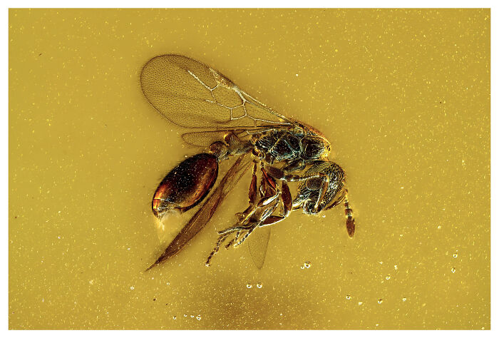 Image Of Distinction - Enrico Bonino