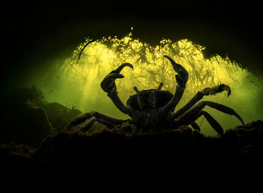 2nd Place, Wildlife Photographer Of The Year