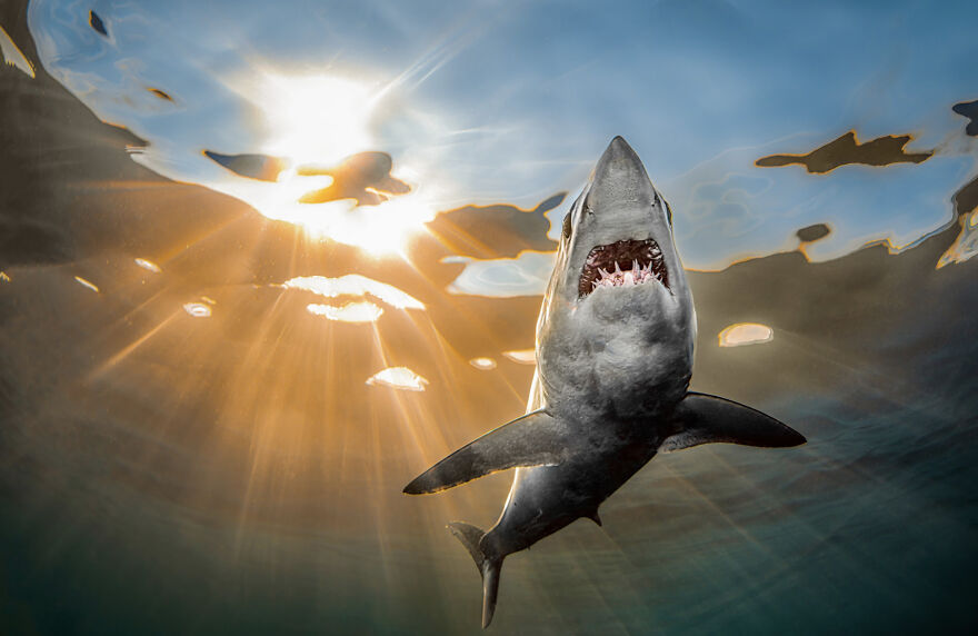 Finalist, Wildlife Photographer Of The Year