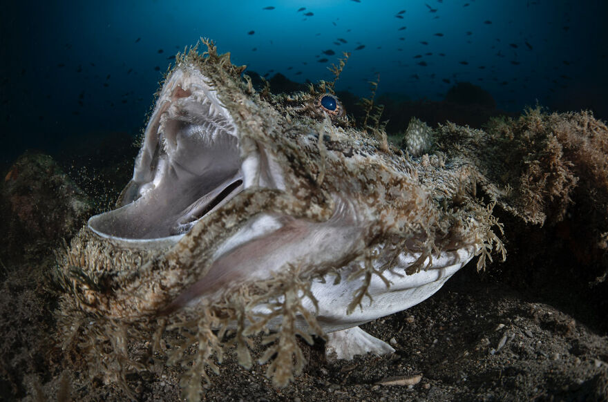 Finalist, Wildlife Photographer Of The Year