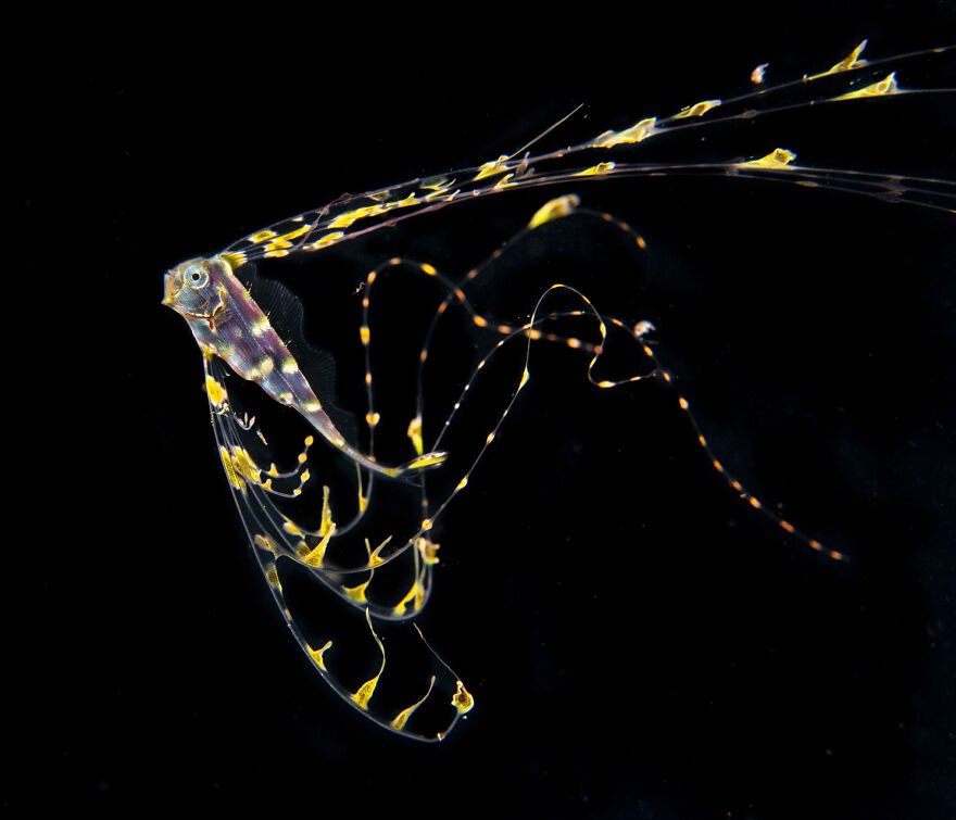 Finalist, Wildlife Photographer Of The Year