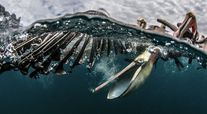 Finalist, Wildlife Photographer Of The Year