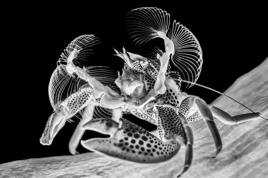 2nd Place, Fine Art Photographer Of The Year