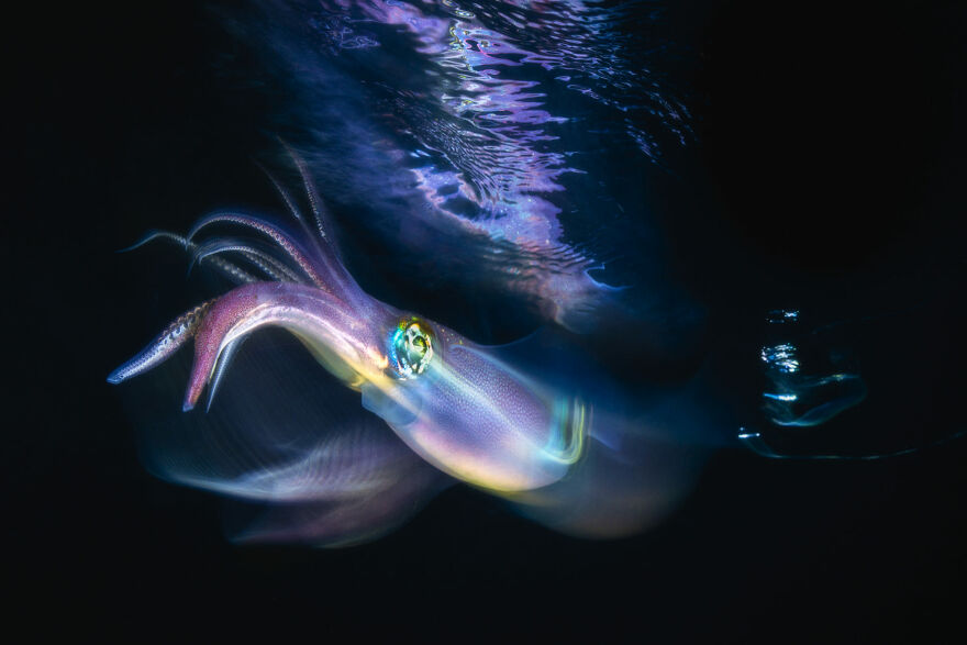 Finalist, Fine Art Photographer Of The Year