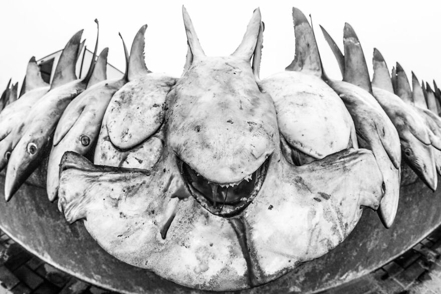 Finalist, Conservation (Impact) Photographer Of The Year