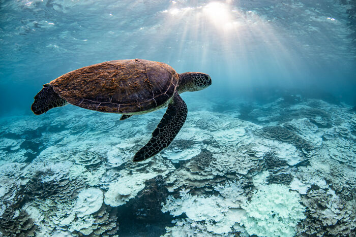 Finalista, fotógrafo del año, conservación (impacto)