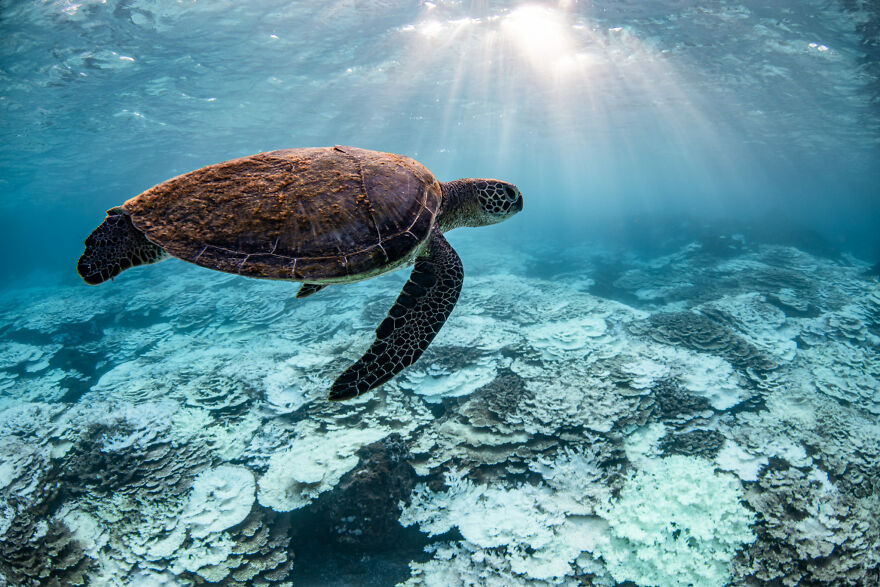 Finalist, Conservation (Impact) Photographer Of The Year