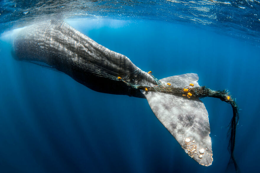 Finalist, Conservation (Impact) Photographer Of The Year