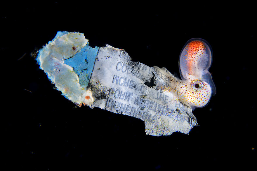 Finalist, Conservation (Impact) Photographer Of The Year