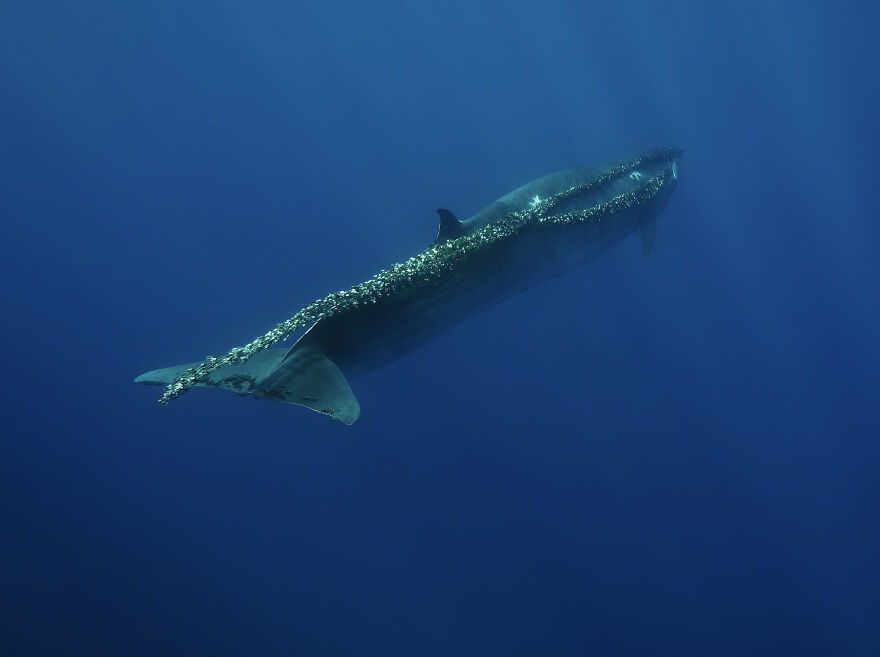 Finalist, Conservation (Impact) Photographer Of The Year