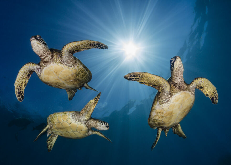 3rd Place, Conservation (Hope) Photographer Of The Year