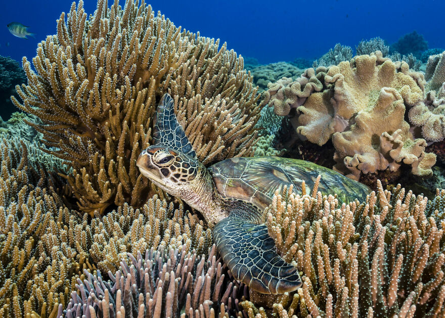 Finalist, Conservation (Hope) Photographer Of The Year