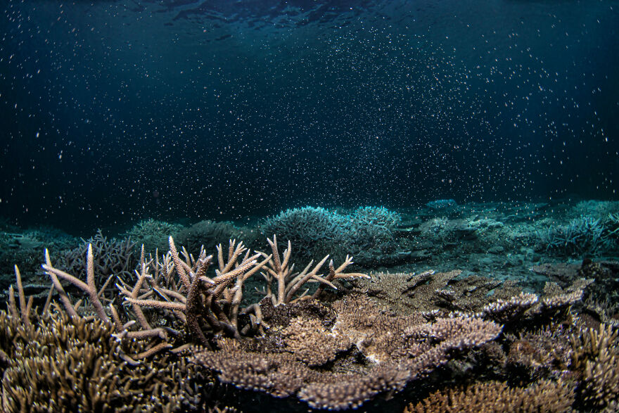 Finalist, Conservation (Hope) Photographer Of The Year