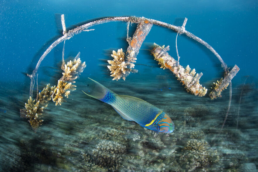 Finalist, Conservation (Hope) Photographer Of The Year