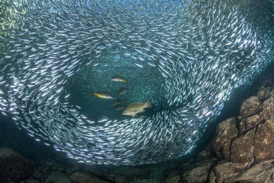 Finalist, Conservation (Hope) Photographer Of The Year