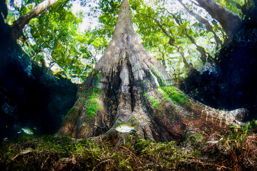 Finalist, Conservation (Hope) Photographer Of The Year