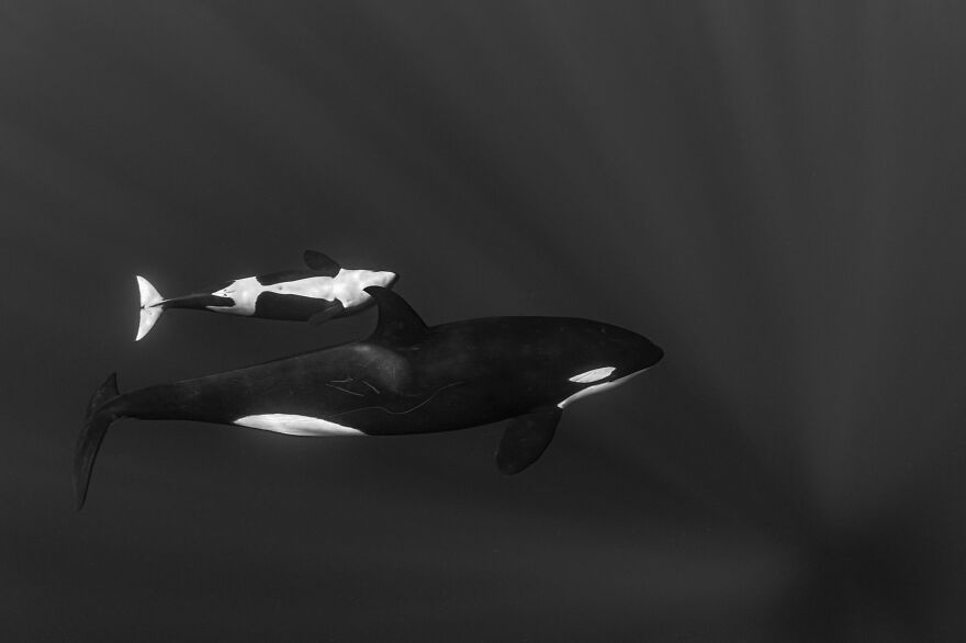 2nd Place, Young Photographer Of The Year