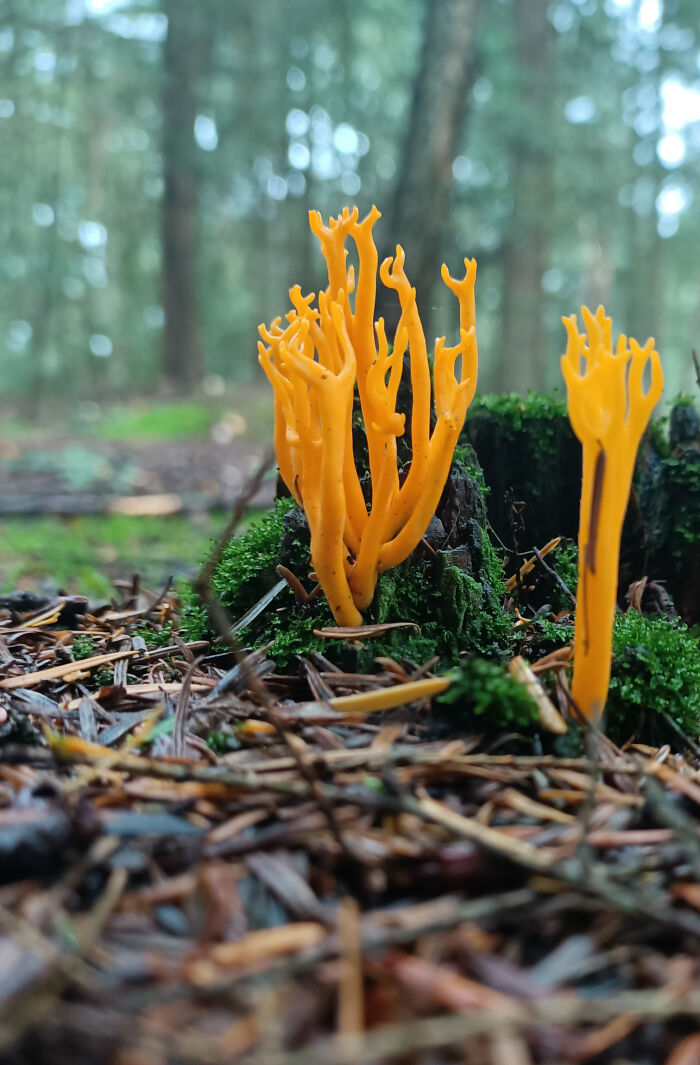 Yellow Stagshorn/Kleverig Koraalzwammetje (Calocera Viscosa, Found Near Dwingeloo The Netherlands)