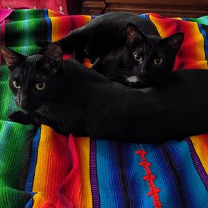 mariannewegulo avatar