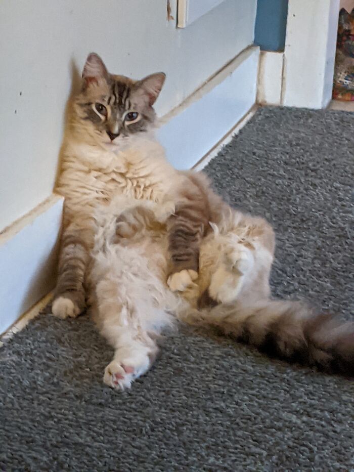 Tucker Loves To Sit Like This All The Time